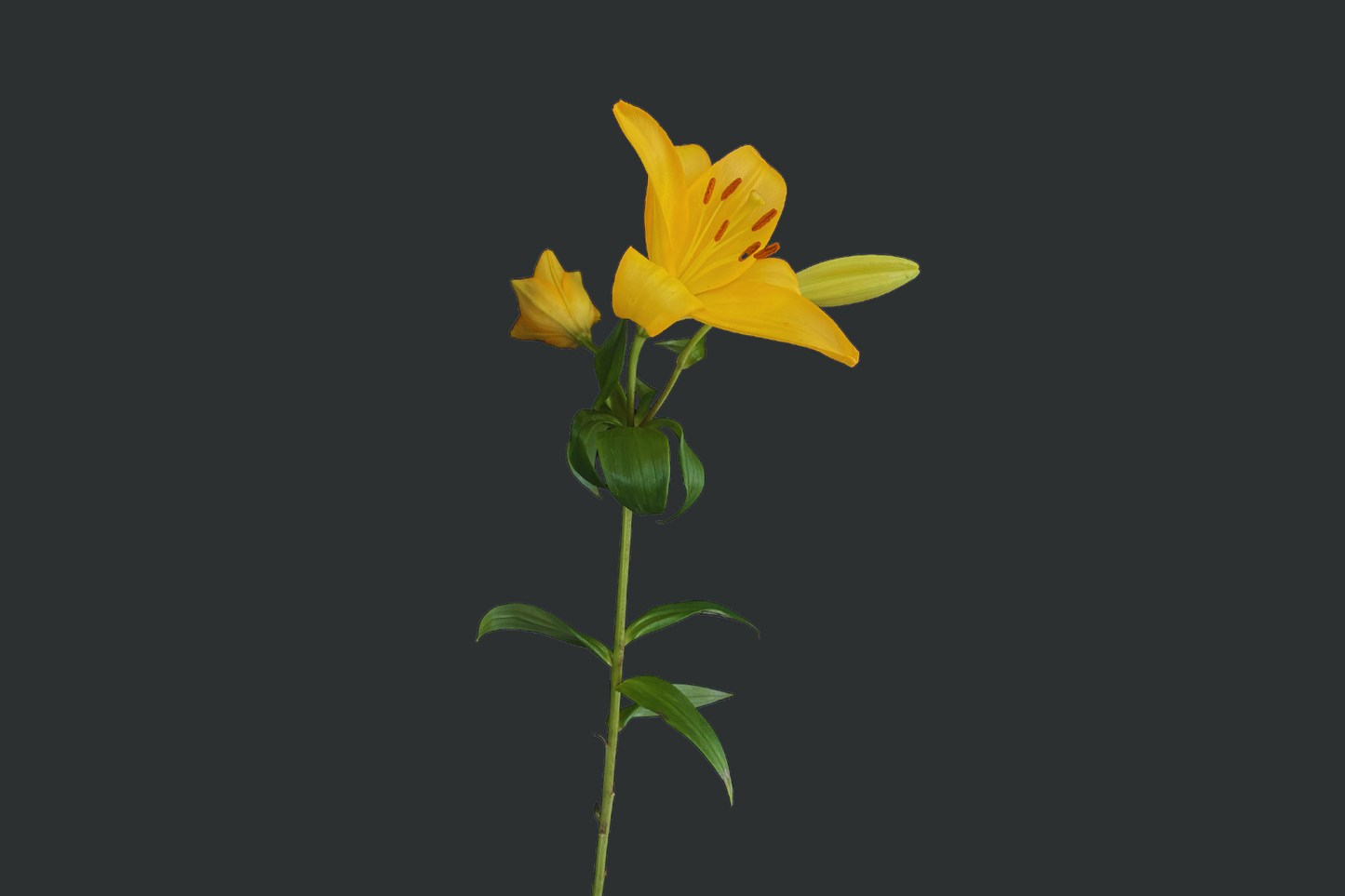 Lilium
