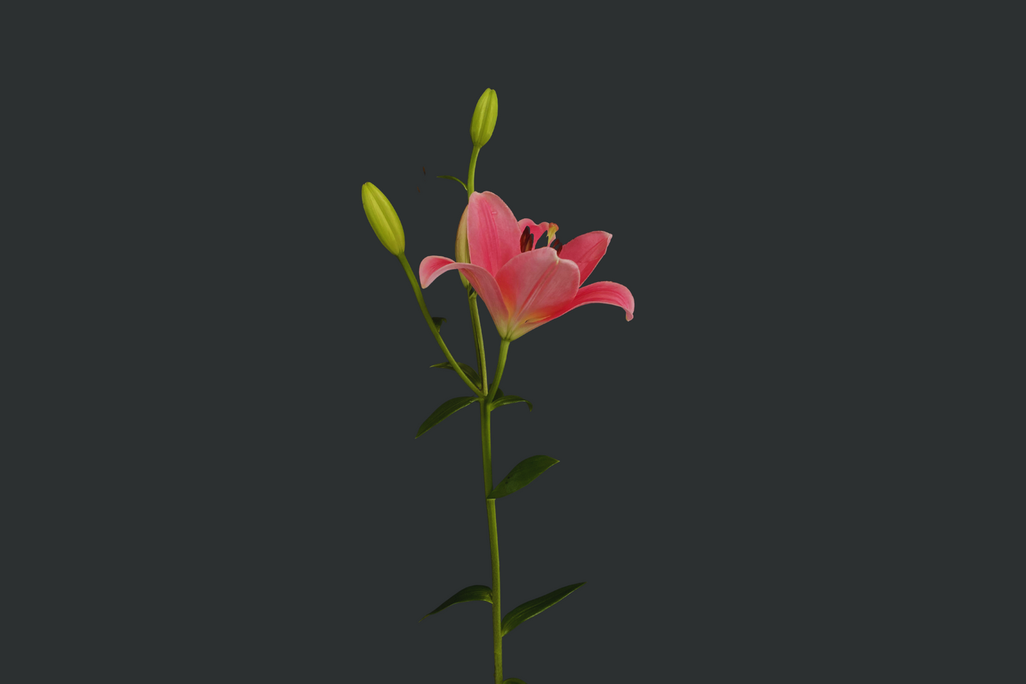 Lilium