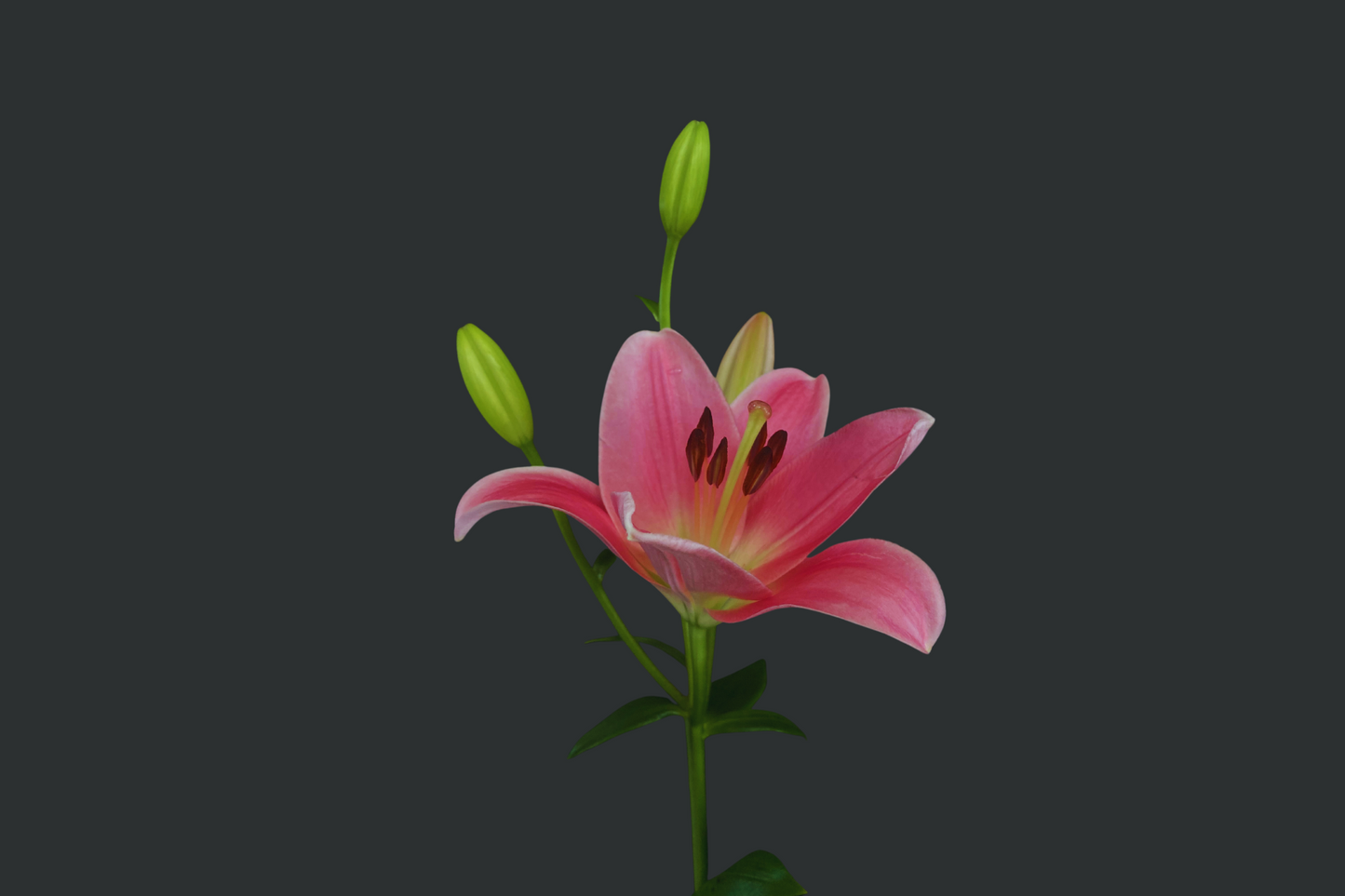 Lilium