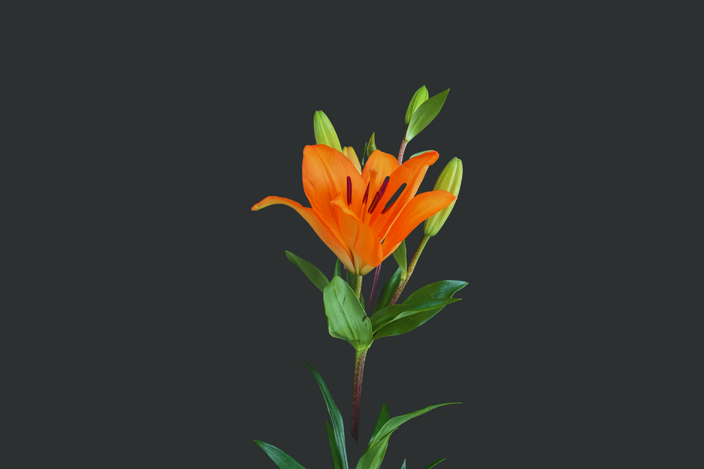 Lilium
