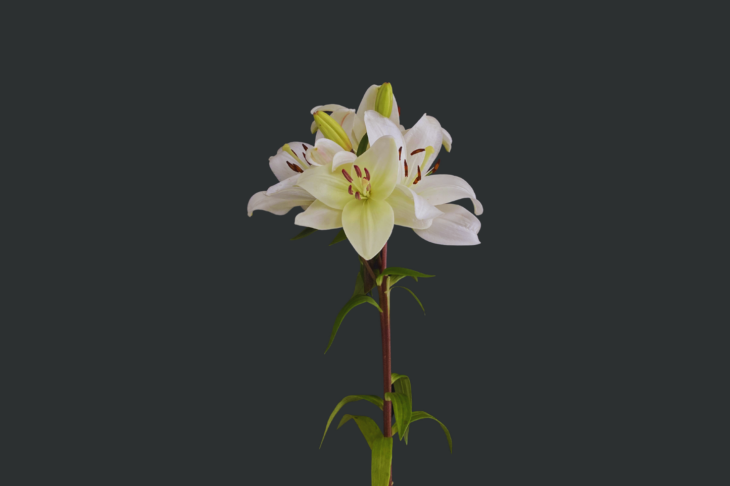 Lilium