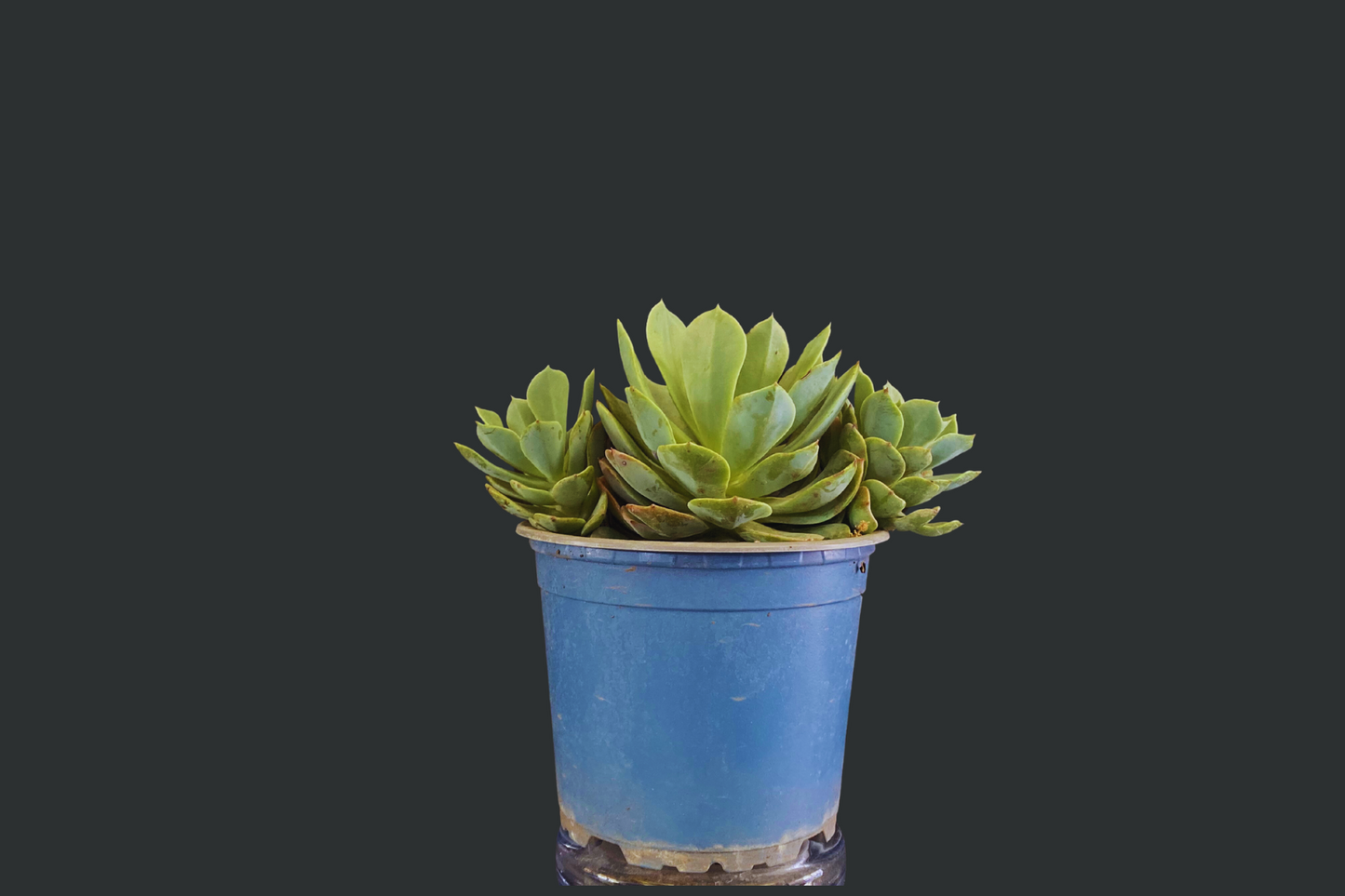 Suculenta (Echeveria)