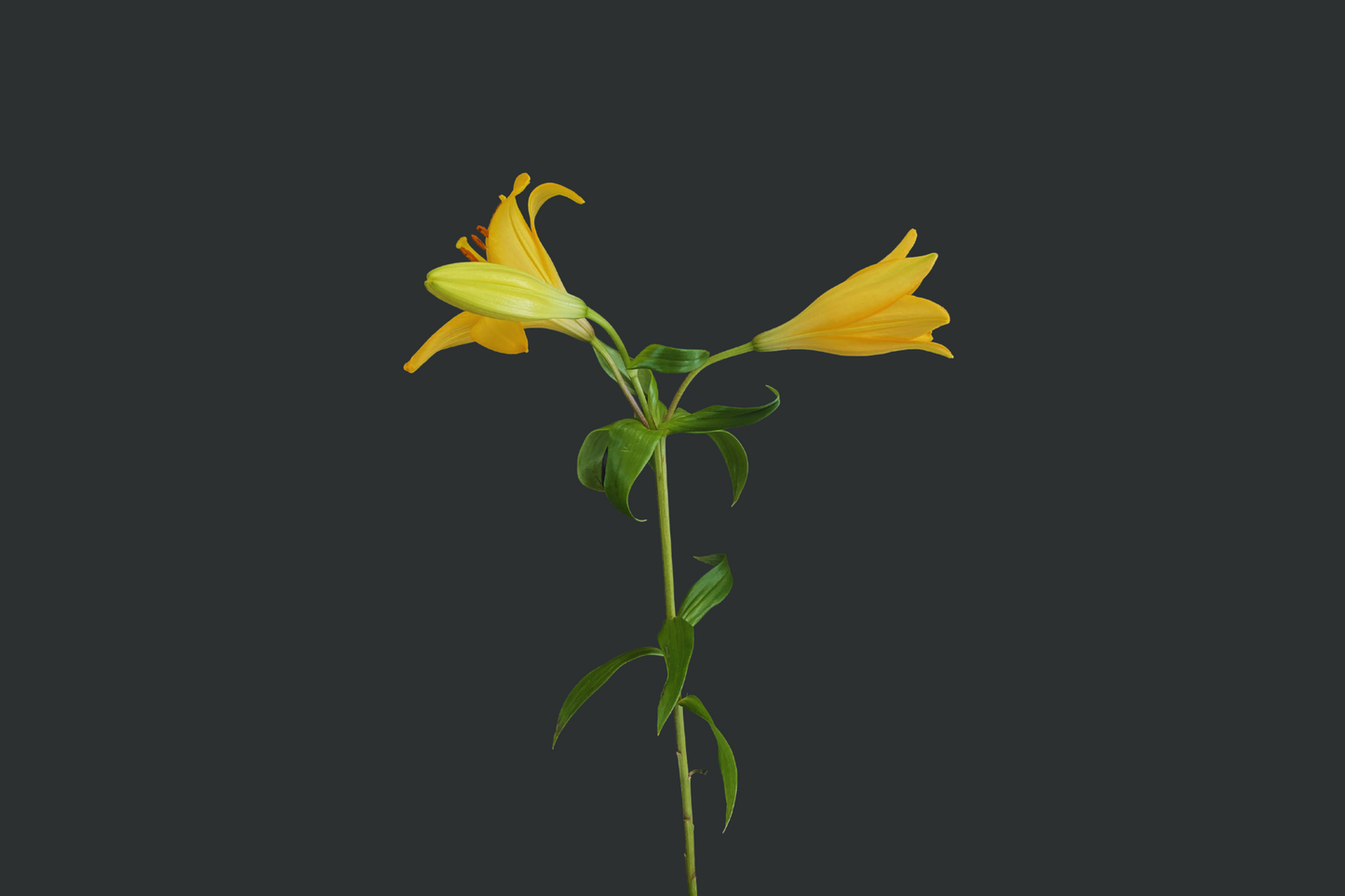 Lilium