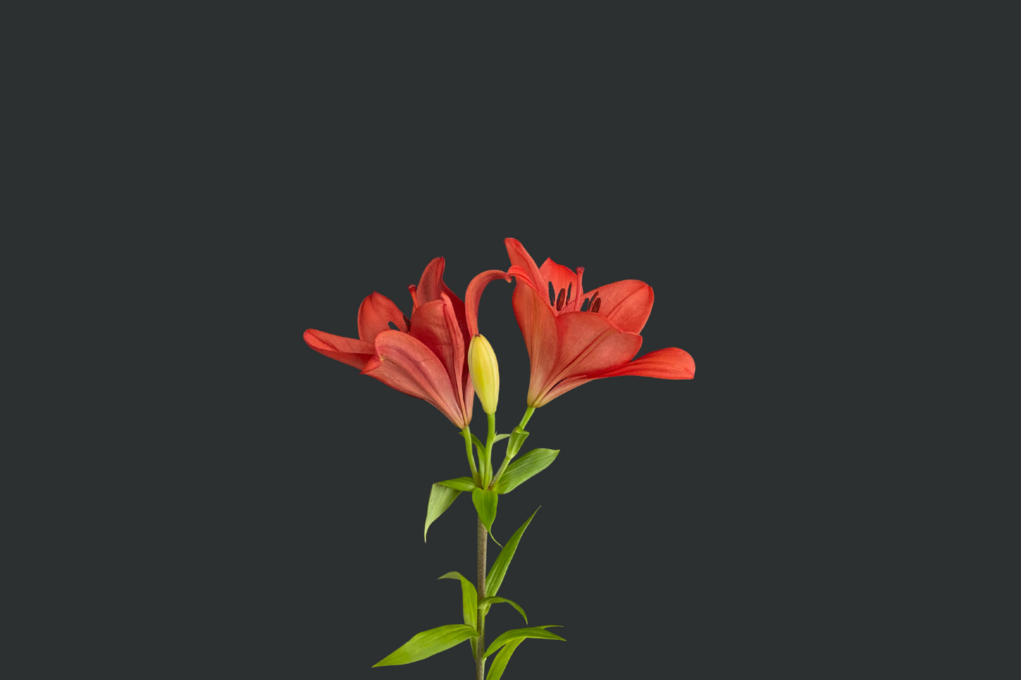 Lilium
