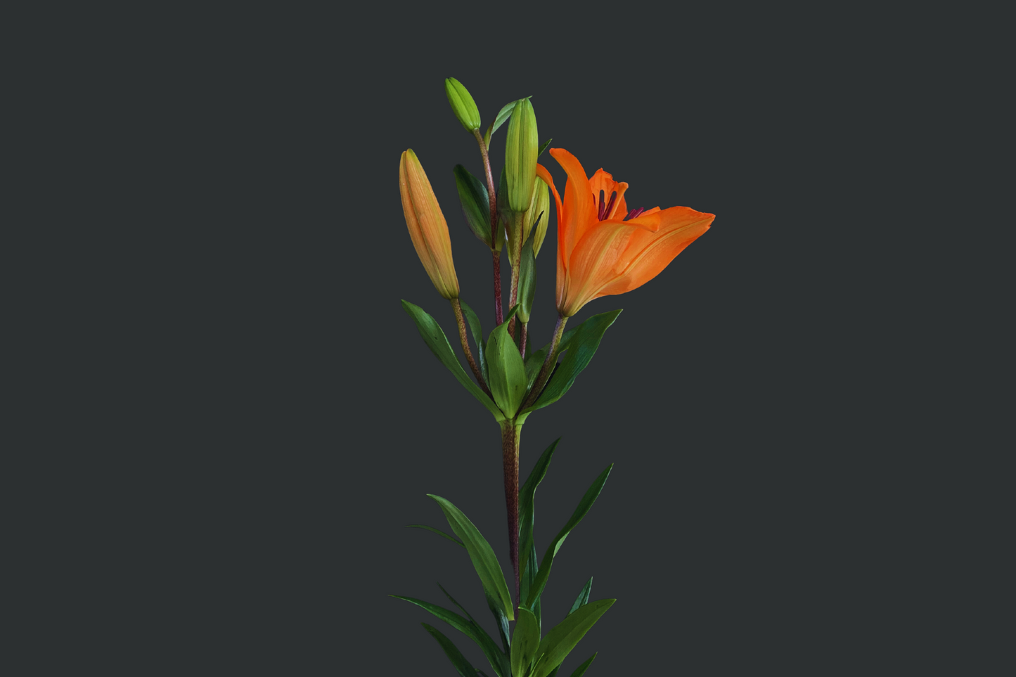 Lilium